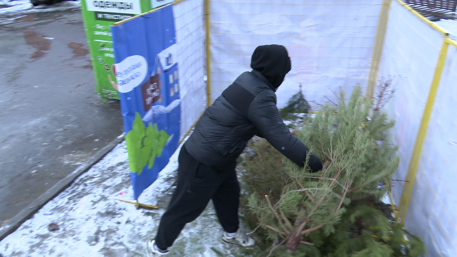 реутов, вертикалки, сбор елок, утиль, переработка, вторая жизнь елке,