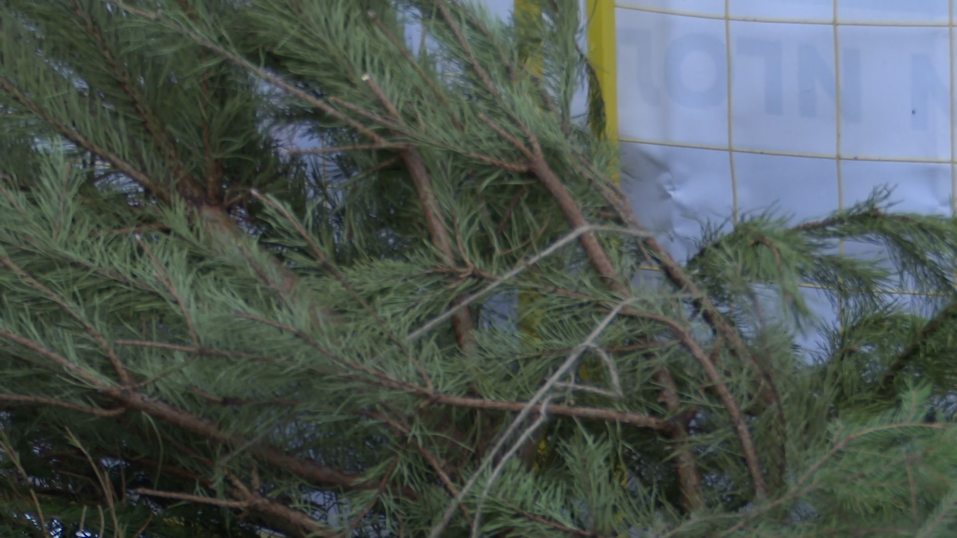 реутов, вертикалки, сбор елок, утиль, переработка, вторая жизнь елке,