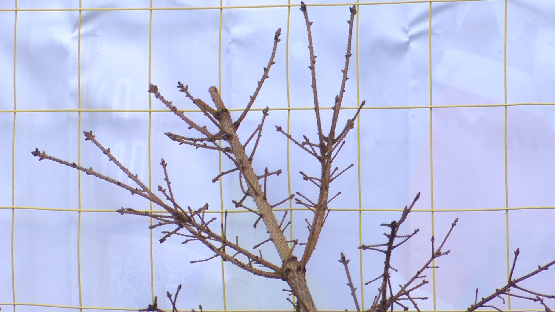 реутов, вертикалки, сбор елок, утиль, переработка, вторая жизнь елке,