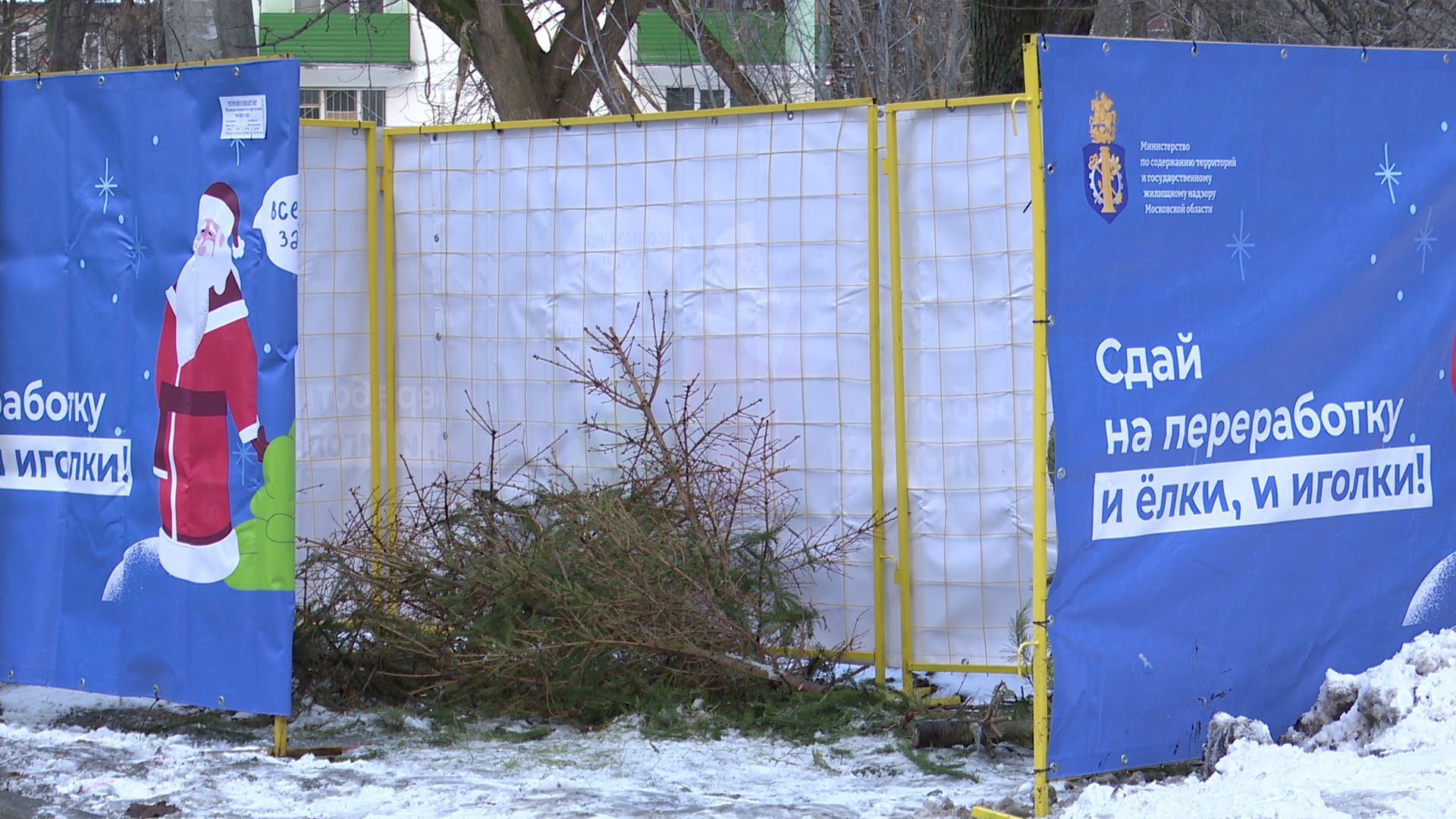 реутов, вертикалки, сбор елок, утиль, переработка, вторая жизнь елке,