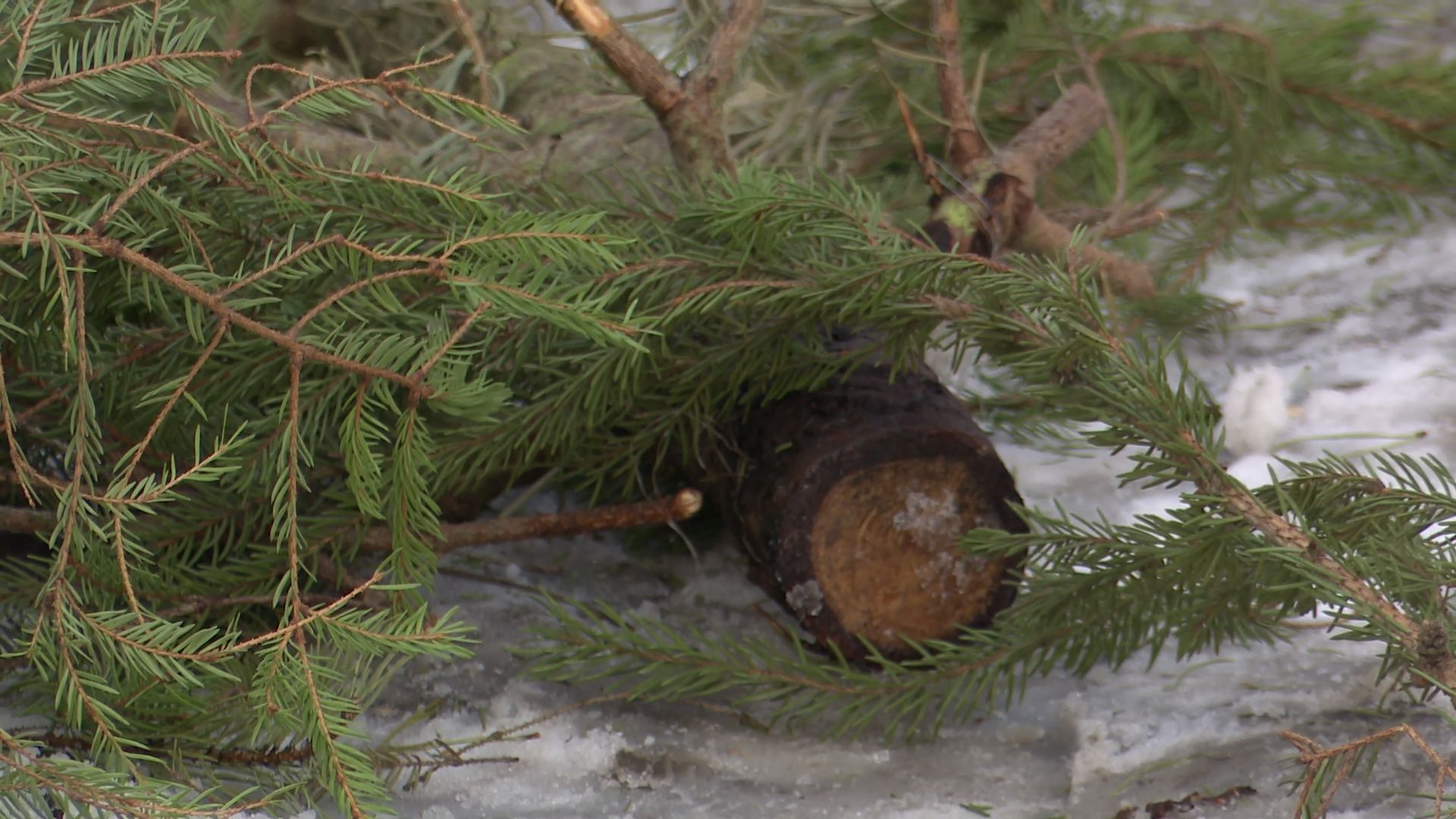 реутов, вертикалки, сбор елок, утиль, переработка, вторая жизнь елке,