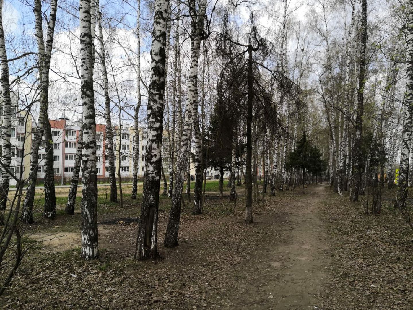 берёзовая роща, дедовск, парк, благоустройство