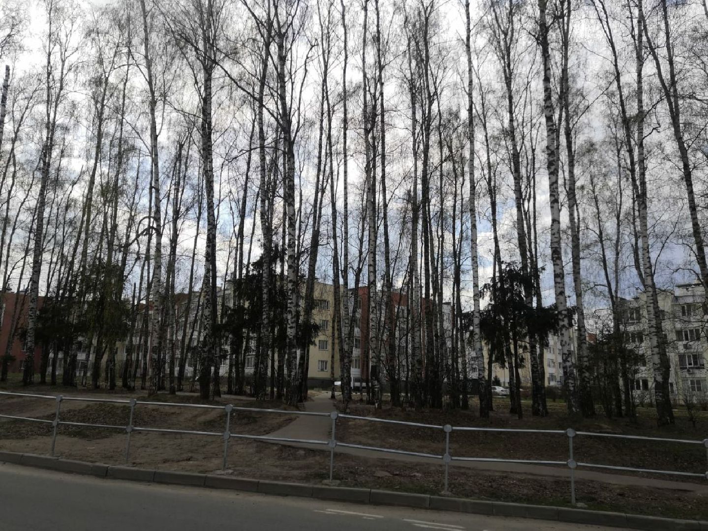 берёзовая роща, дедовск, парк, благоустройство