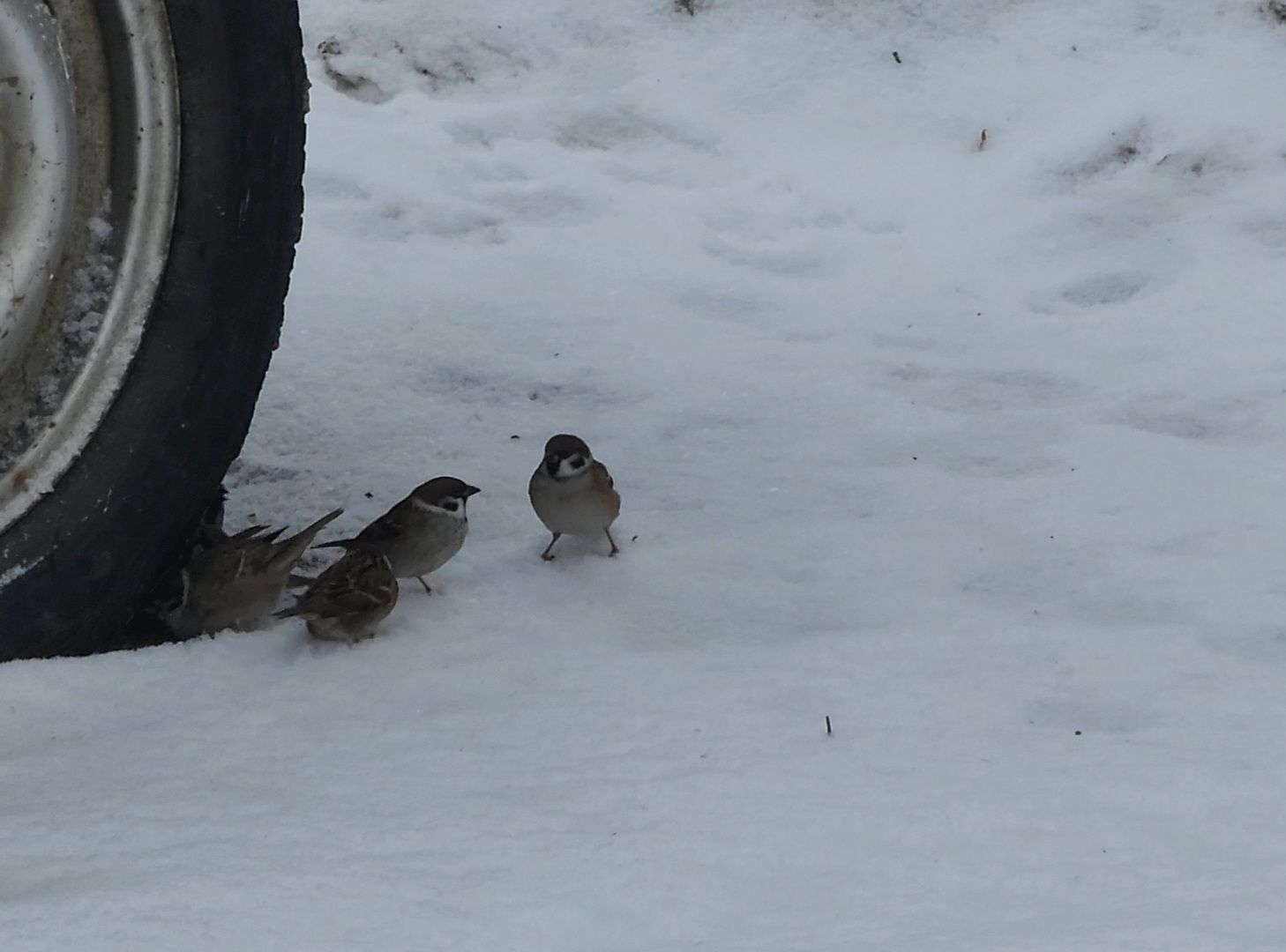 Дубна, Переработка, Деревья, Елки, ЖКХ,