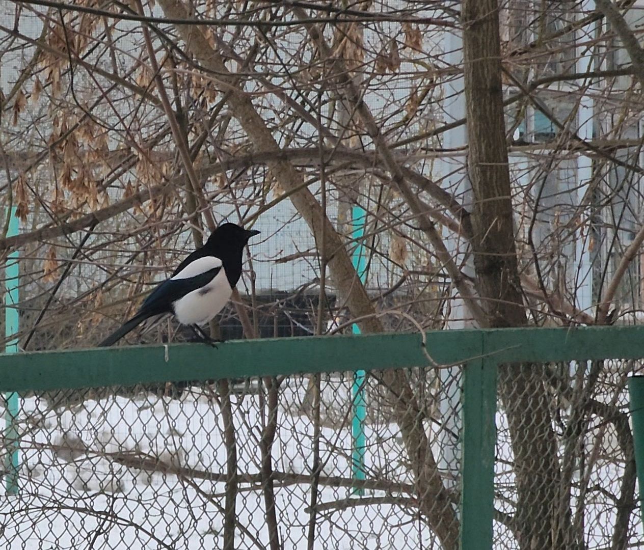 Дубна, Переработка, Деревья, Елки, ЖКХ,