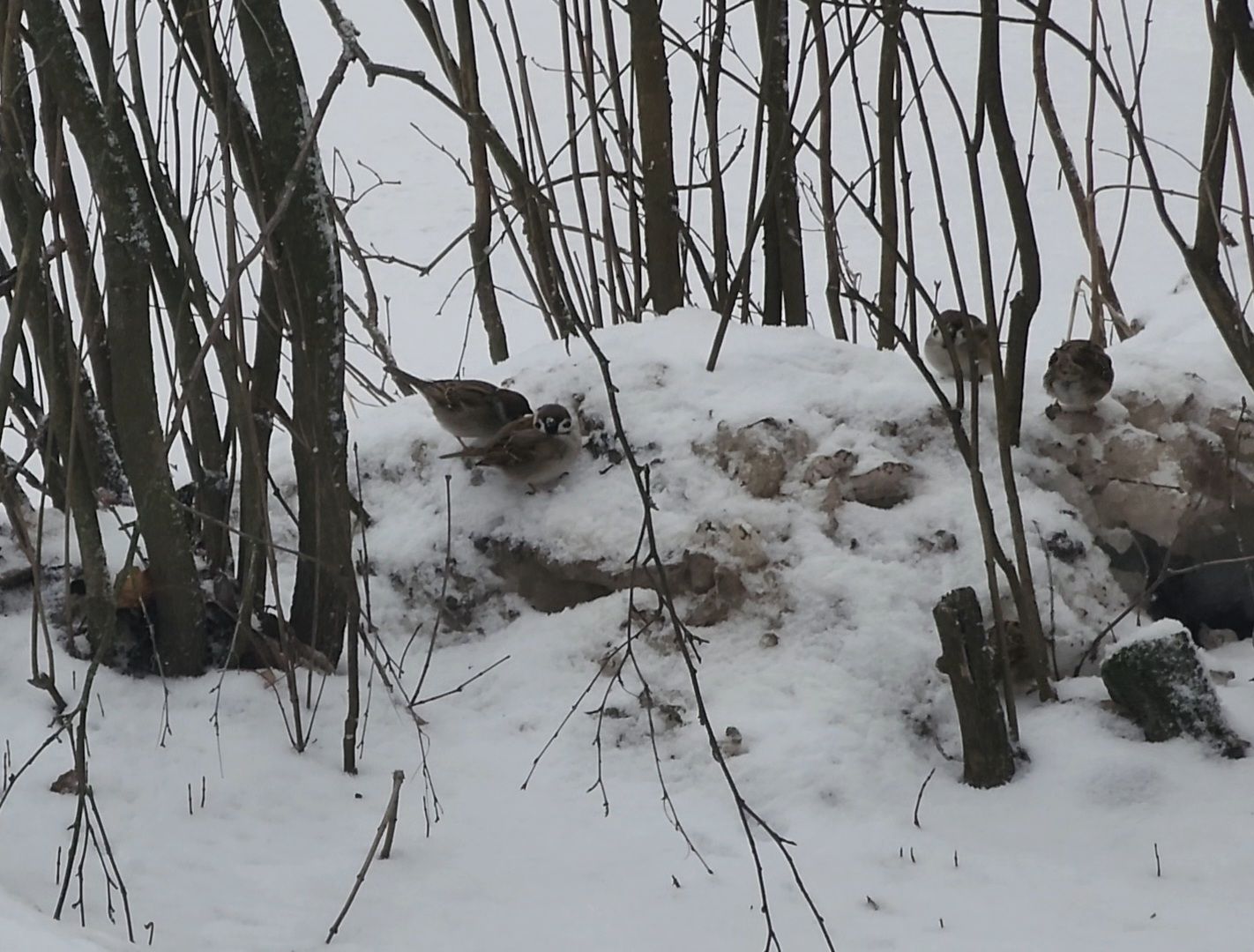 Дубна, Переработка, Деревья, Елки, ЖКХ,