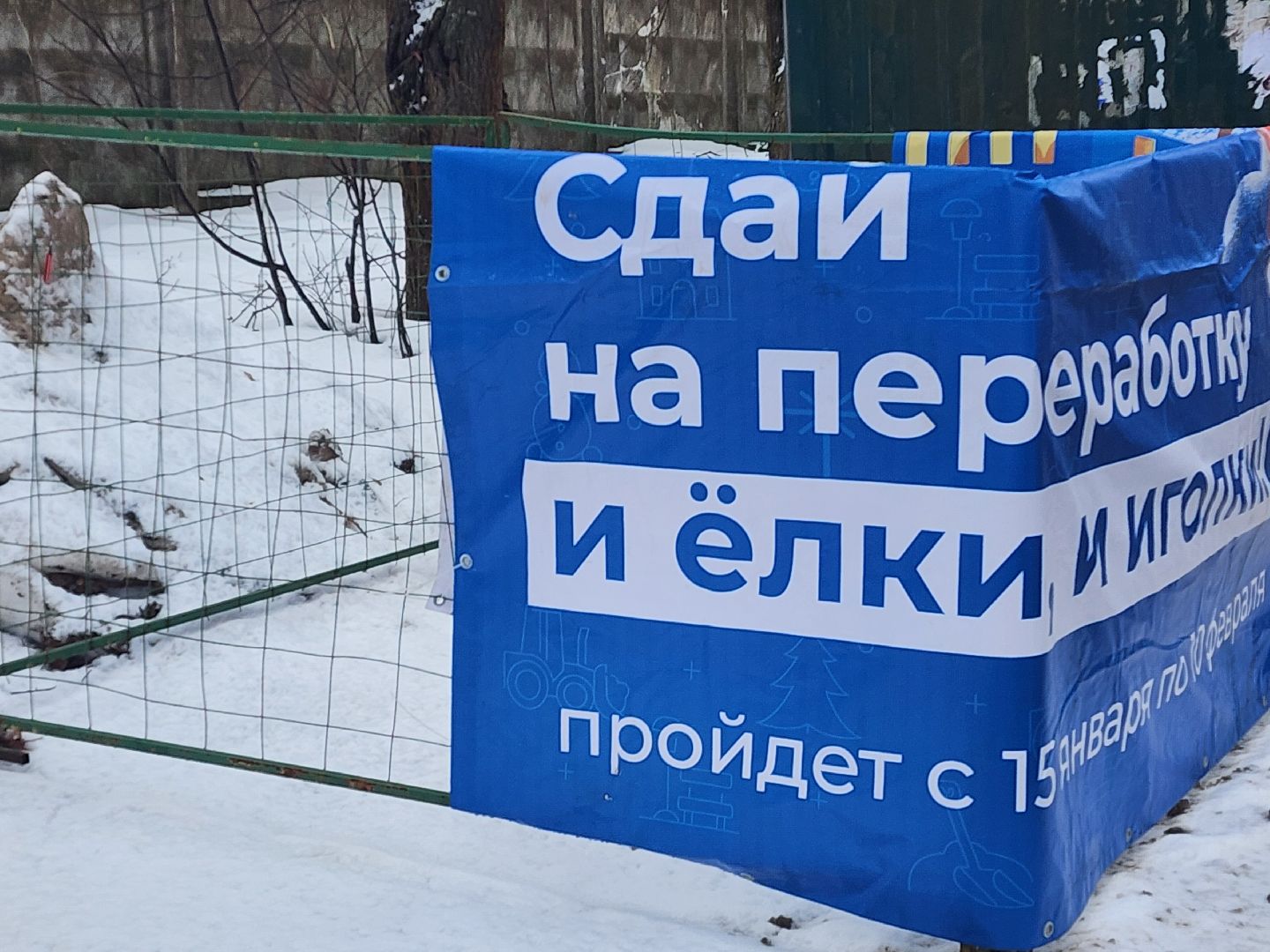 красноармейск, городской округ пушкинский, экоакция, елки на переработку, вертикалки,