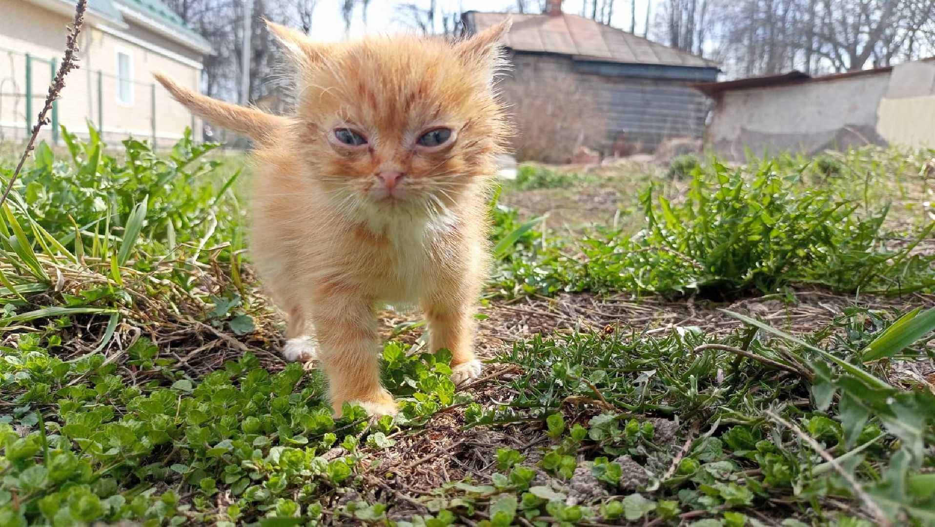Рузский городской округ, Руза, кот, котенок, бездомные животные, помощь, клуб реконструкции