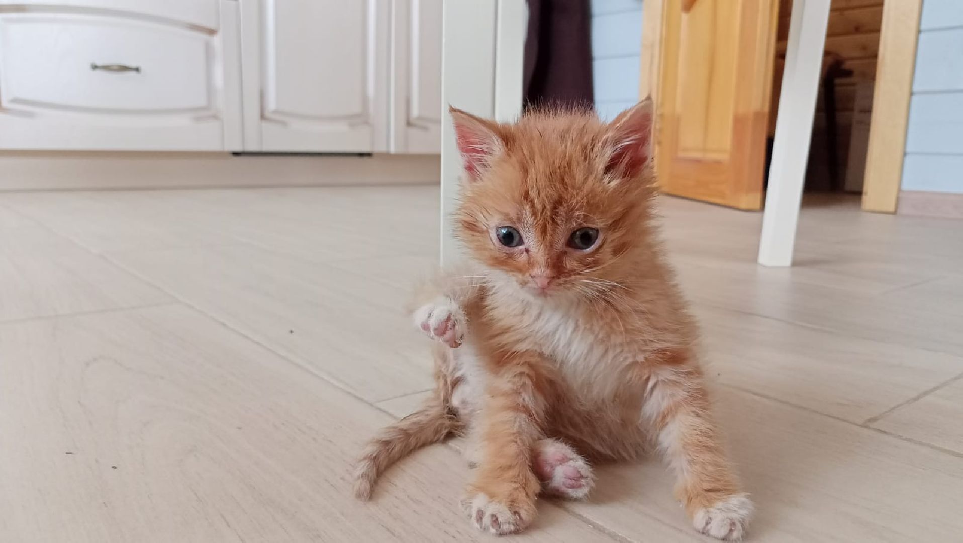 Рузский городской округ, Руза, кот, котенок, бездомные животные, помощь, клуб реконструкции