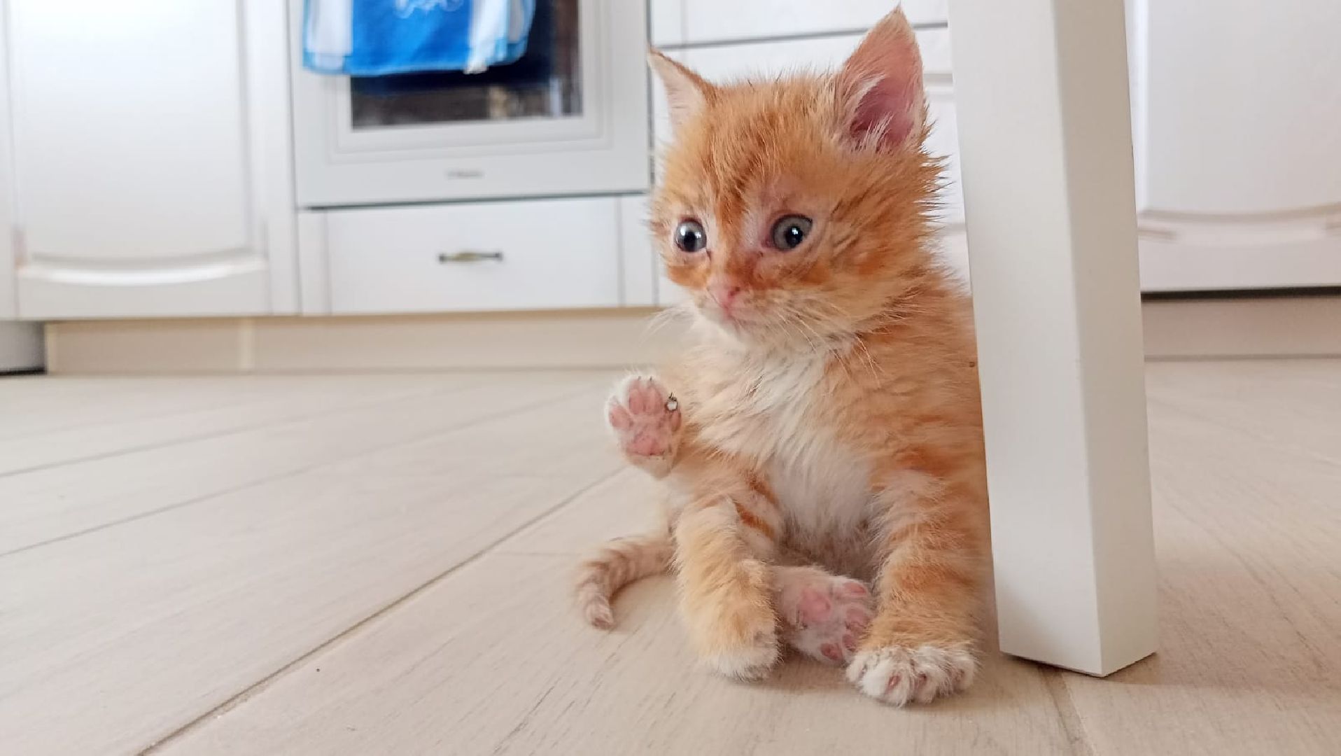 Рузский городской округ, Руза, кот, котенок, бездомные животные, помощь, клуб реконструкции