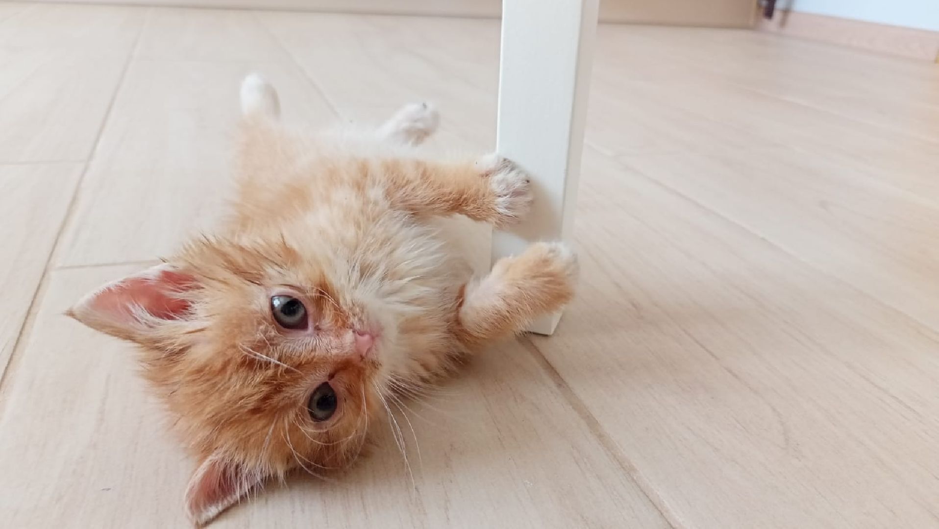 Рузский городской округ, Руза, кот, котенок, бездомные животные, помощь, клуб реконструкции