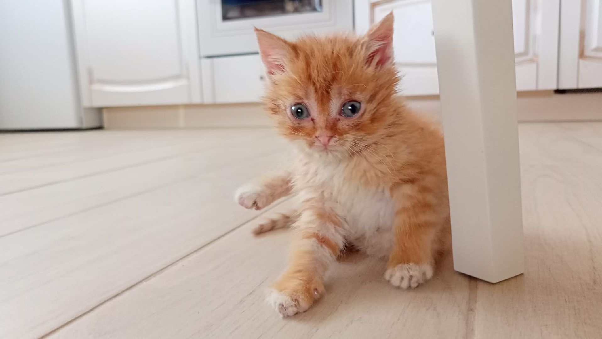 Рузский городской округ, Руза, кот, котенок, бездомные животные, помощь, клуб реконструкции