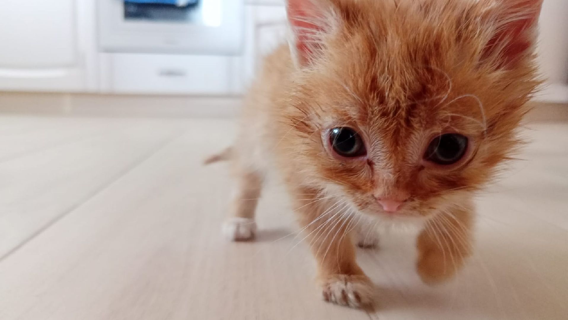 Рузский городской округ, Руза, кот, котенок, бездомные животные, помощь, клуб реконструкции