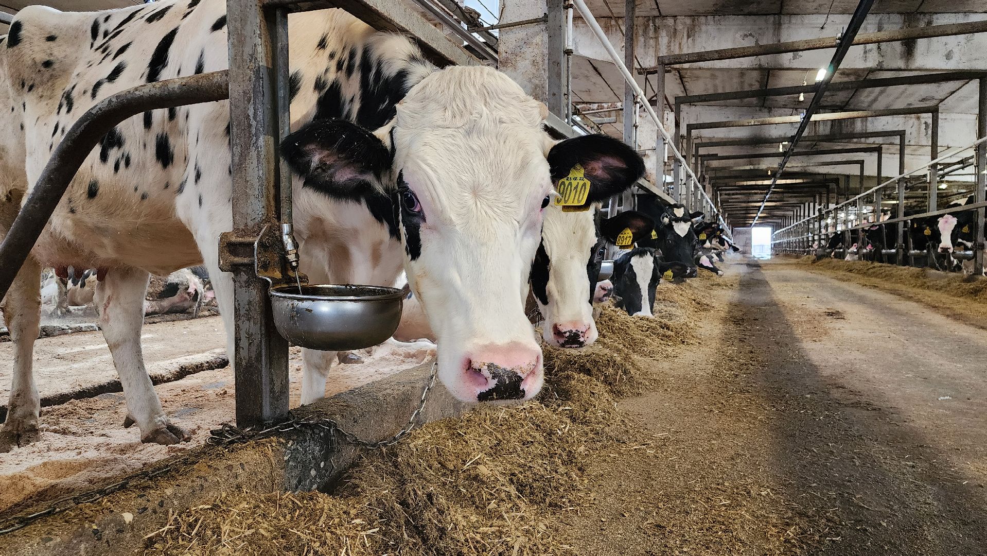 животноводство, производство молока, АО Ногинское, Обухово, Богородский городской округ,