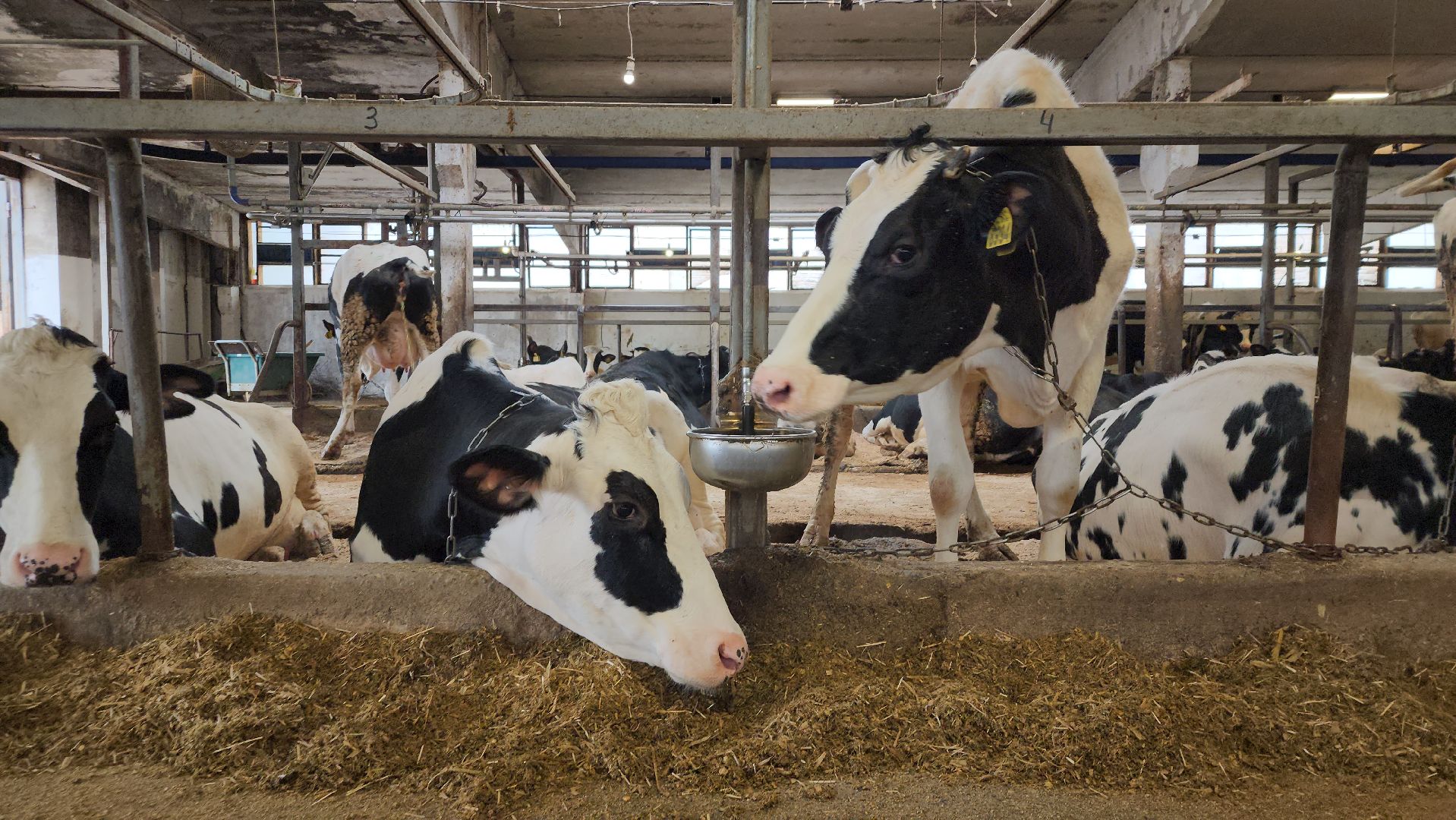 животноводство, производство молока, АО Ногинское, Обухово, Богородский городской округ,