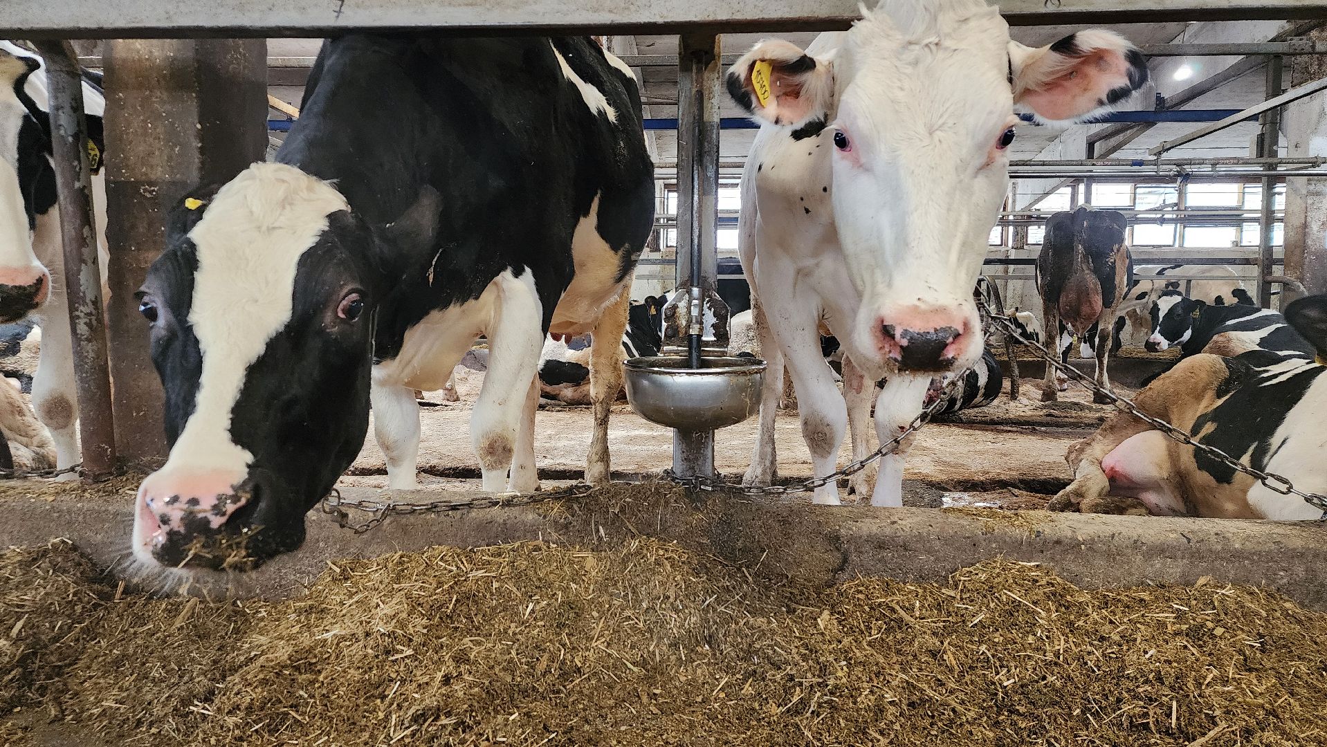 животноводство, производство молока, АО Ногинское, Обухово, Богородский городской округ,