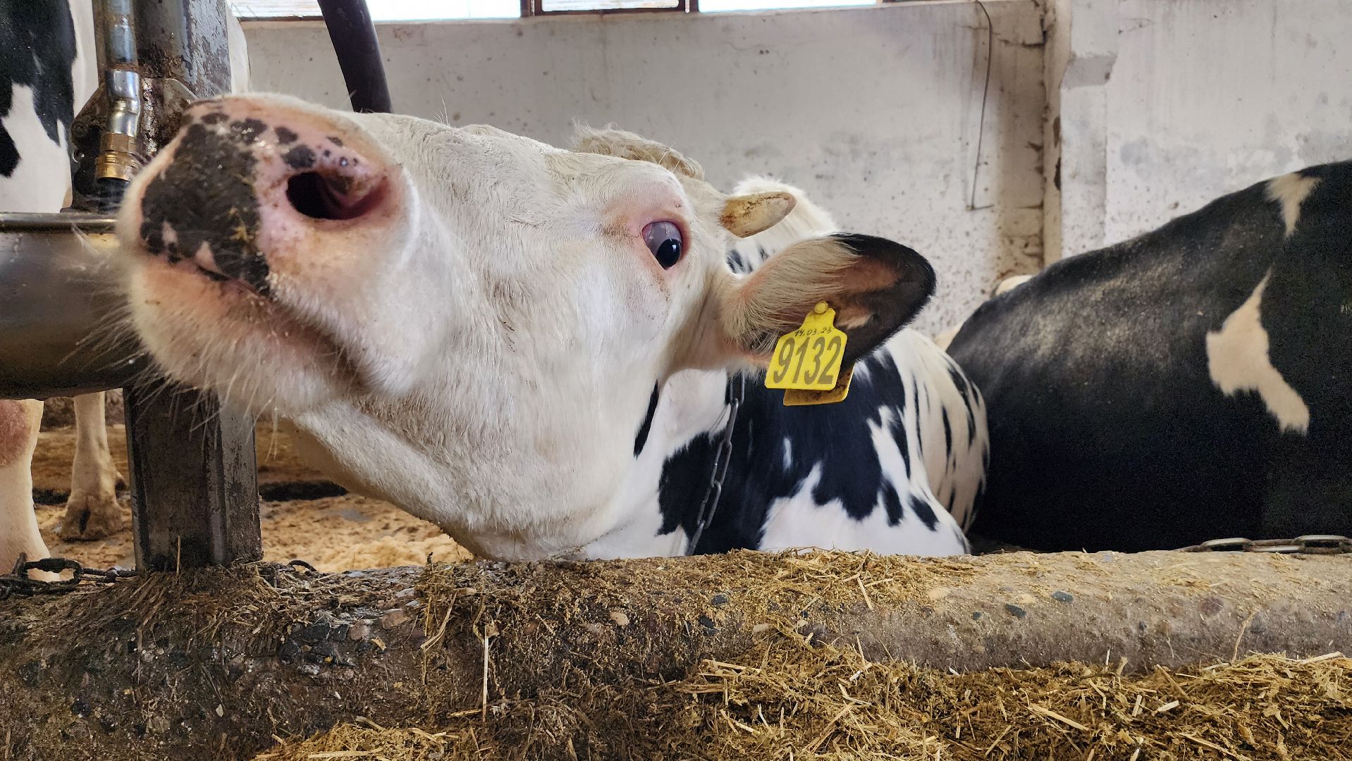 животноводство, производство молока, АО Ногинское, Обухово, Богородский городской округ,