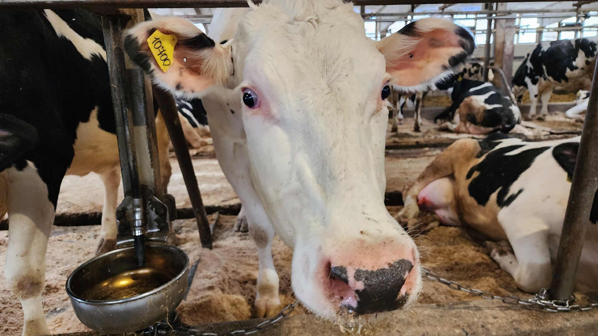 животноводство, производство молока, АО Ногинское, Обухово, Богородский городской округ,