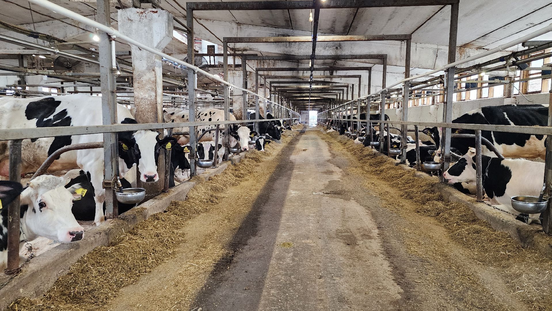 животноводство, производство молока, АО Ногинское, Обухово, Богородский городской округ,