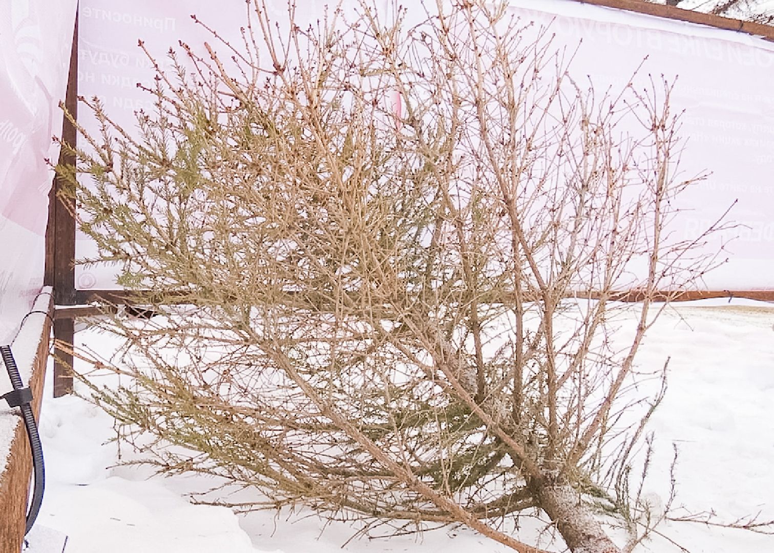 Клин, общество, ЖКХ, благоустройство, сдача елок, экология, вертикалки,