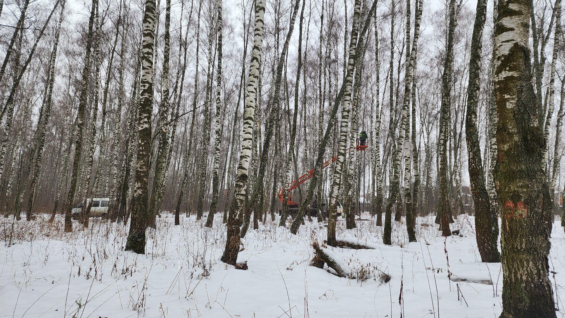 парк, парк городской лес, домодедово, жкх, благоустройство, подмосковье,