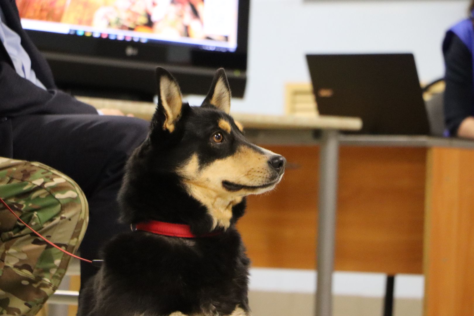 боец сво, боевая собака ника, центральный дом культуры, молодая гвардия, глава серебряных прудов,