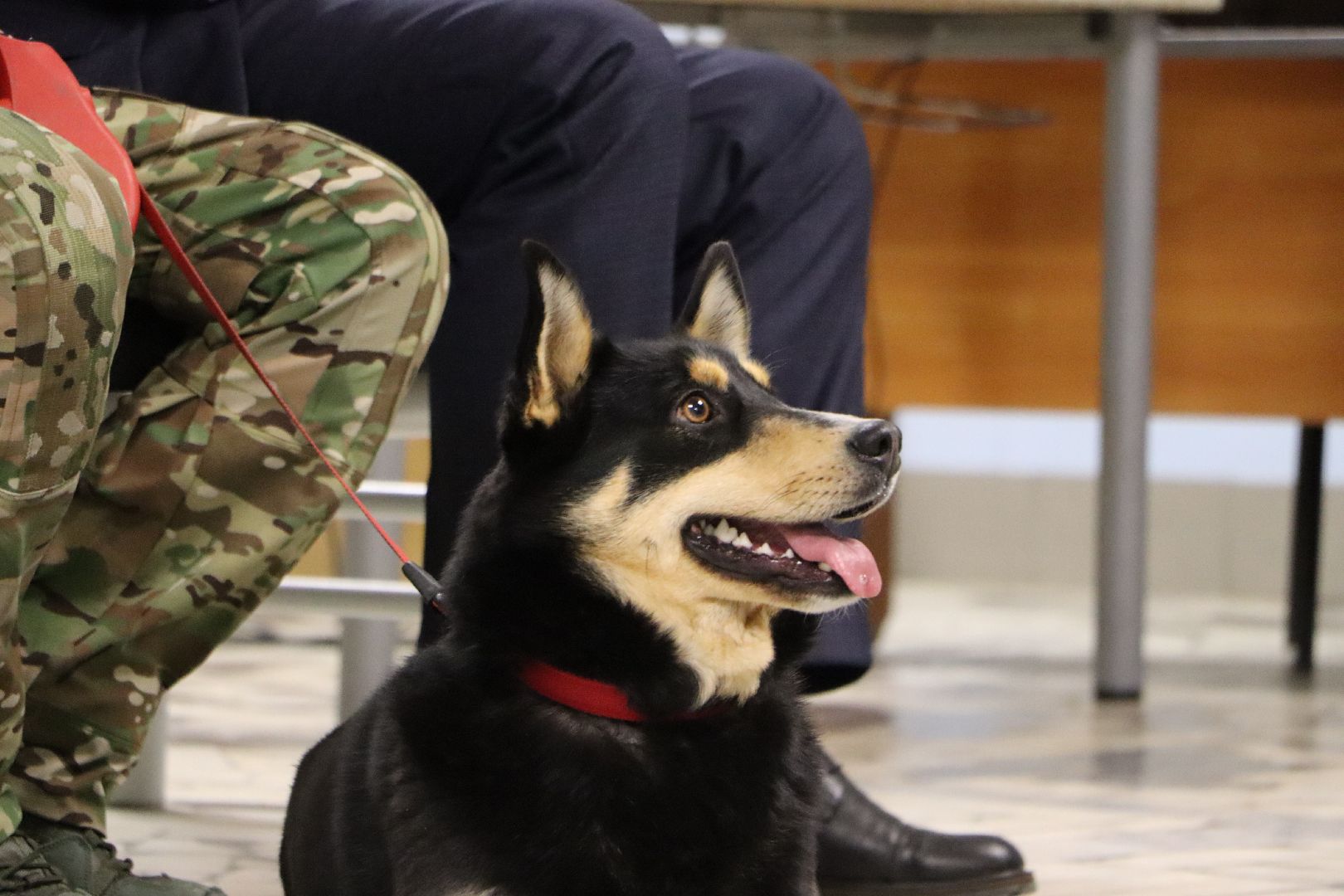 боец сво, боевая собака ника, центральный дом культуры, молодая гвардия, глава серебряных прудов,