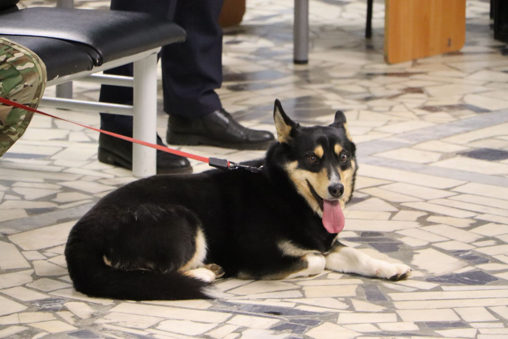 боец сво, боевая собака ника, центральный дом культуры, молодая гвардия, глава серебряных прудов,