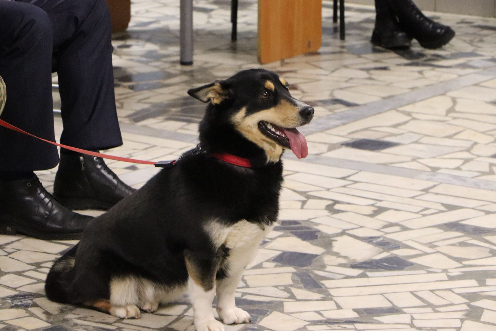 боец сво, боевая собака ника, центральный дом культуры, молодая гвардия, глава серебряных прудов,