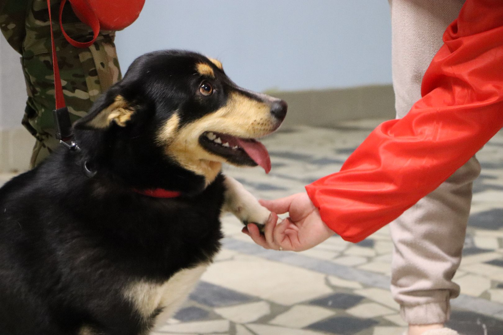 боец сво, боевая собака ника, центральный дом культуры, молодая гвардия, глава серебряных прудов,
