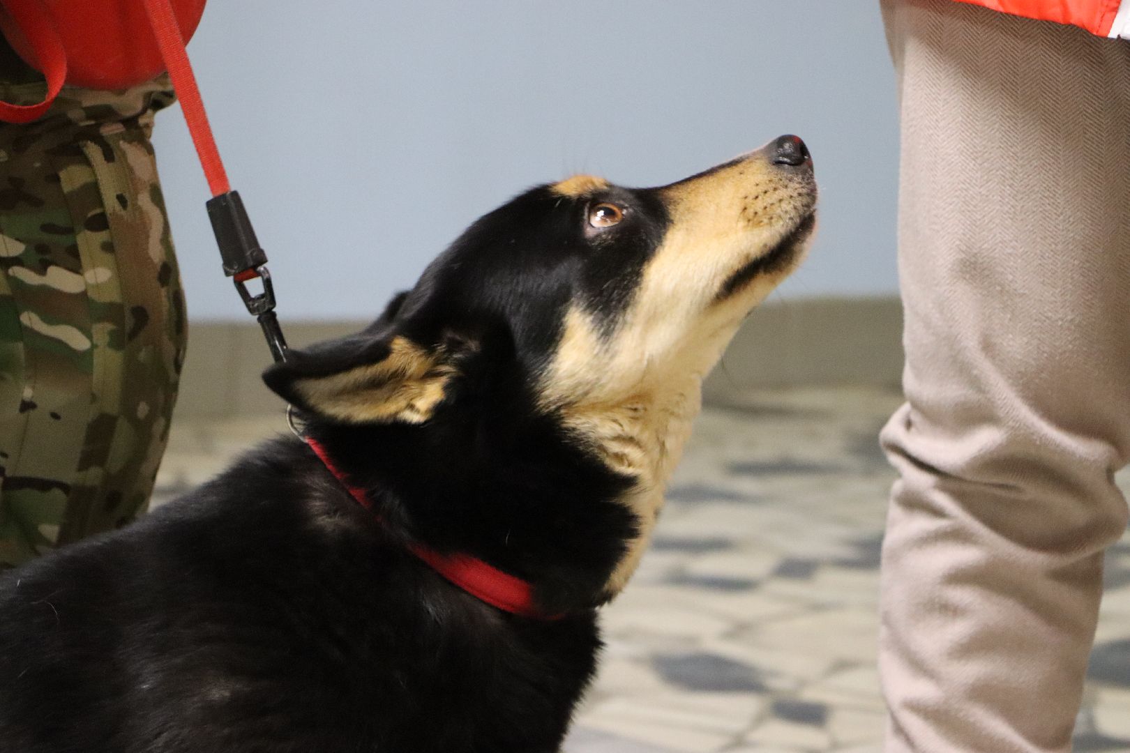 боец сво, боевая собака ника, центральный дом культуры, молодая гвардия, глава серебряных прудов,