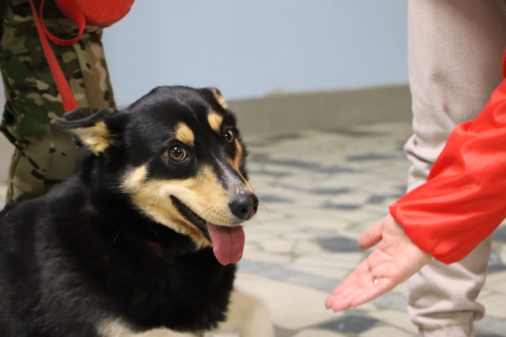 боец сво, боевая собака ника, центральный дом культуры, молодая гвардия, глава серебряных прудов,