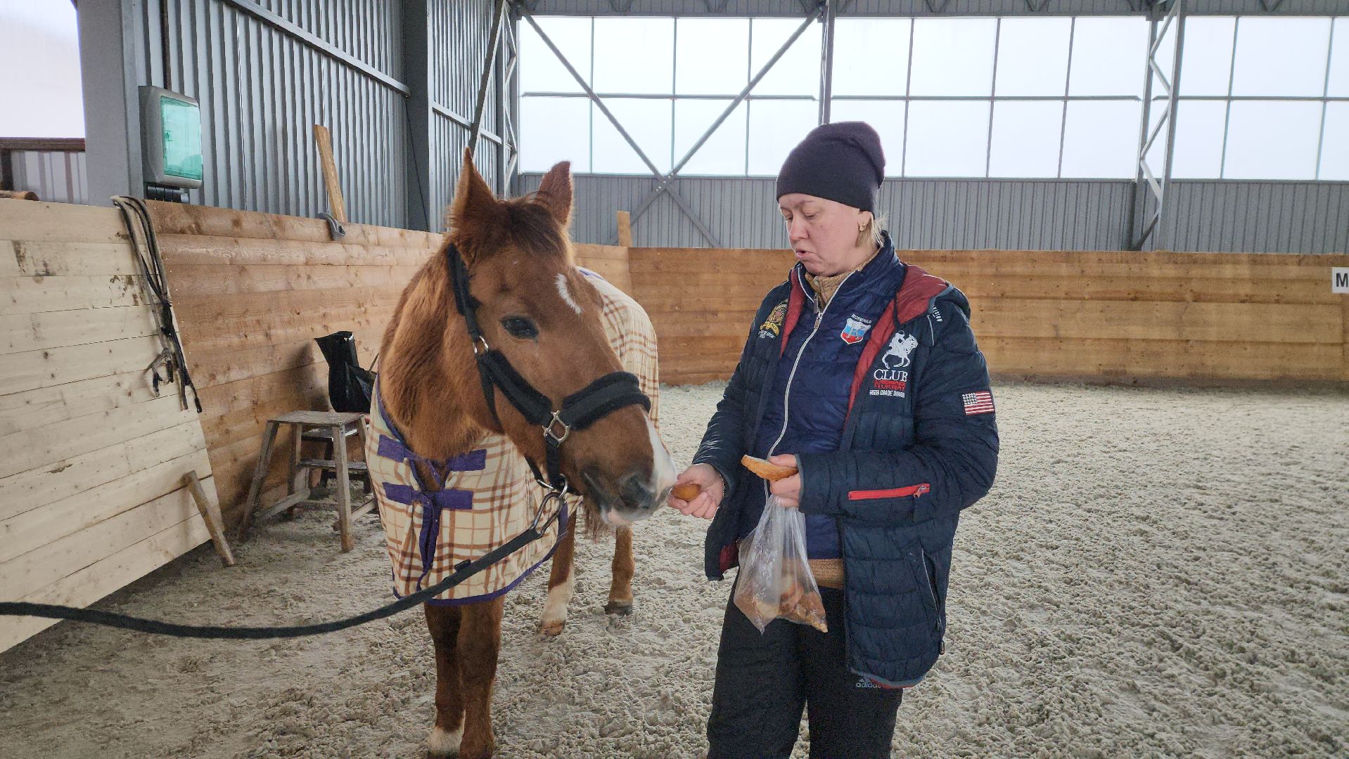 пушкинский, конный клуб, лошадь, спасение животных, спасение жизни, волонтерская помощь,