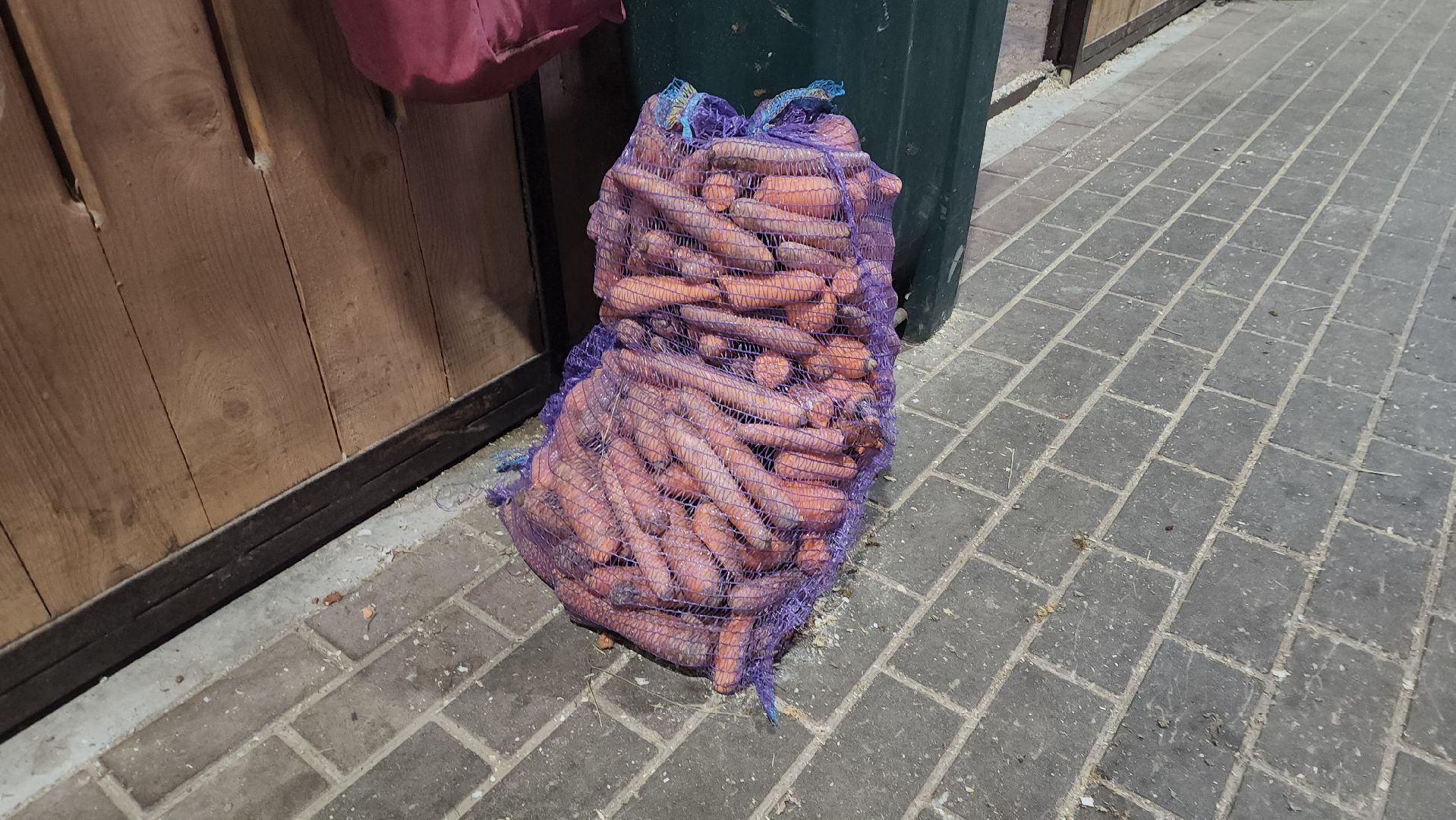 пушкинский, конный клуб, лошадь, спасение животных, спасение жизни, волонтерская помощь,