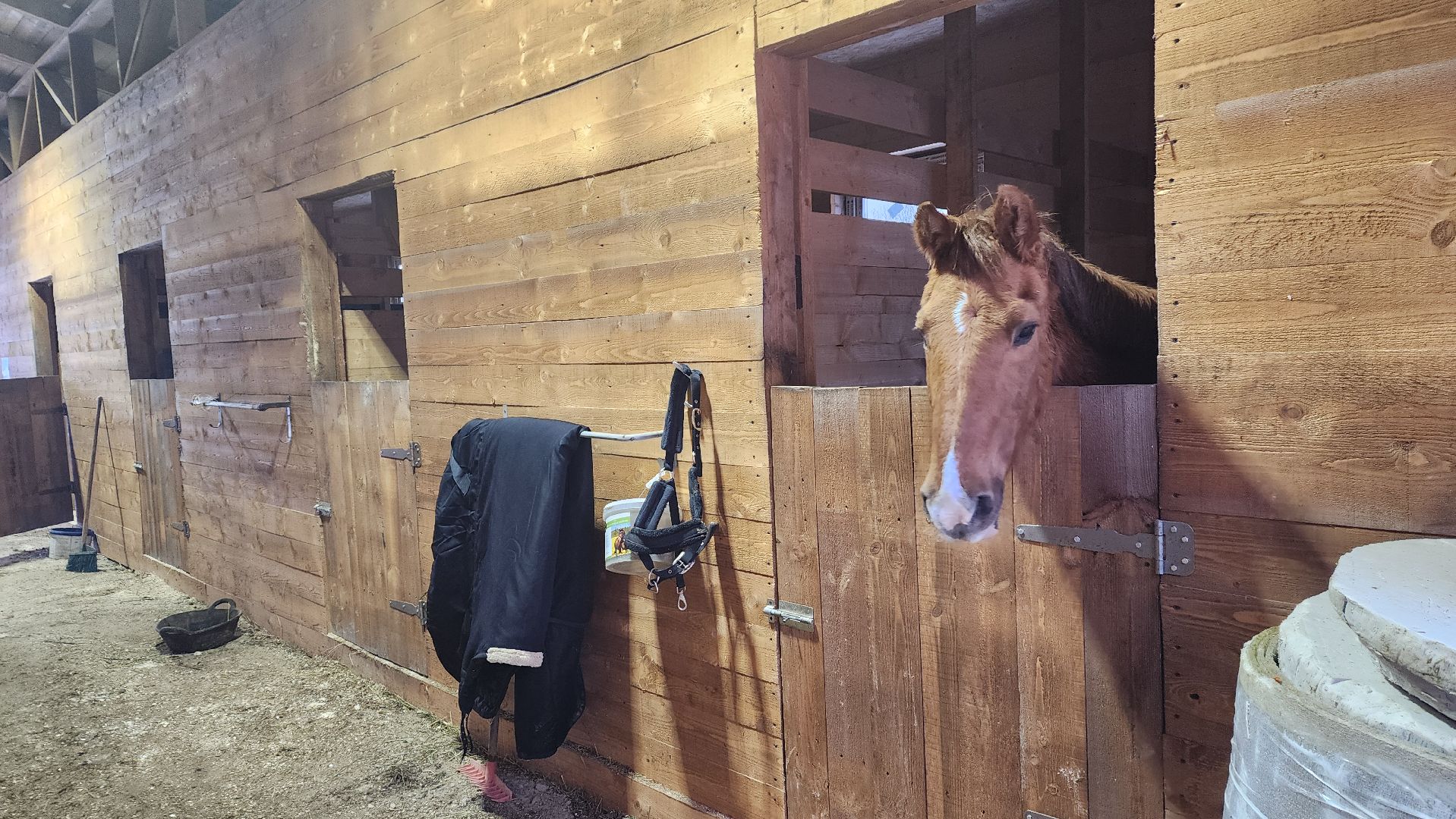 пушкинский, конный клуб, лошадь, спасение животных, спасение жизни, волонтерская помощь,