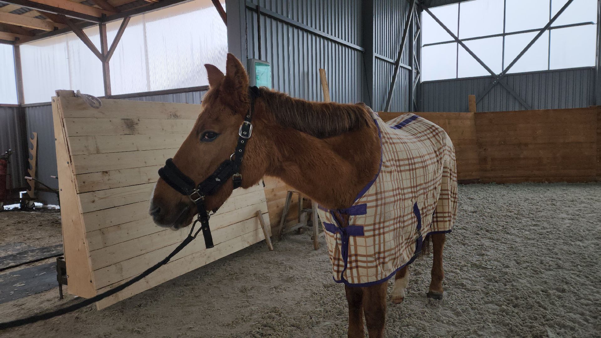 пушкинский, конный клуб, лошадь, спасение животных, спасение жизни, волонтерская помощь,