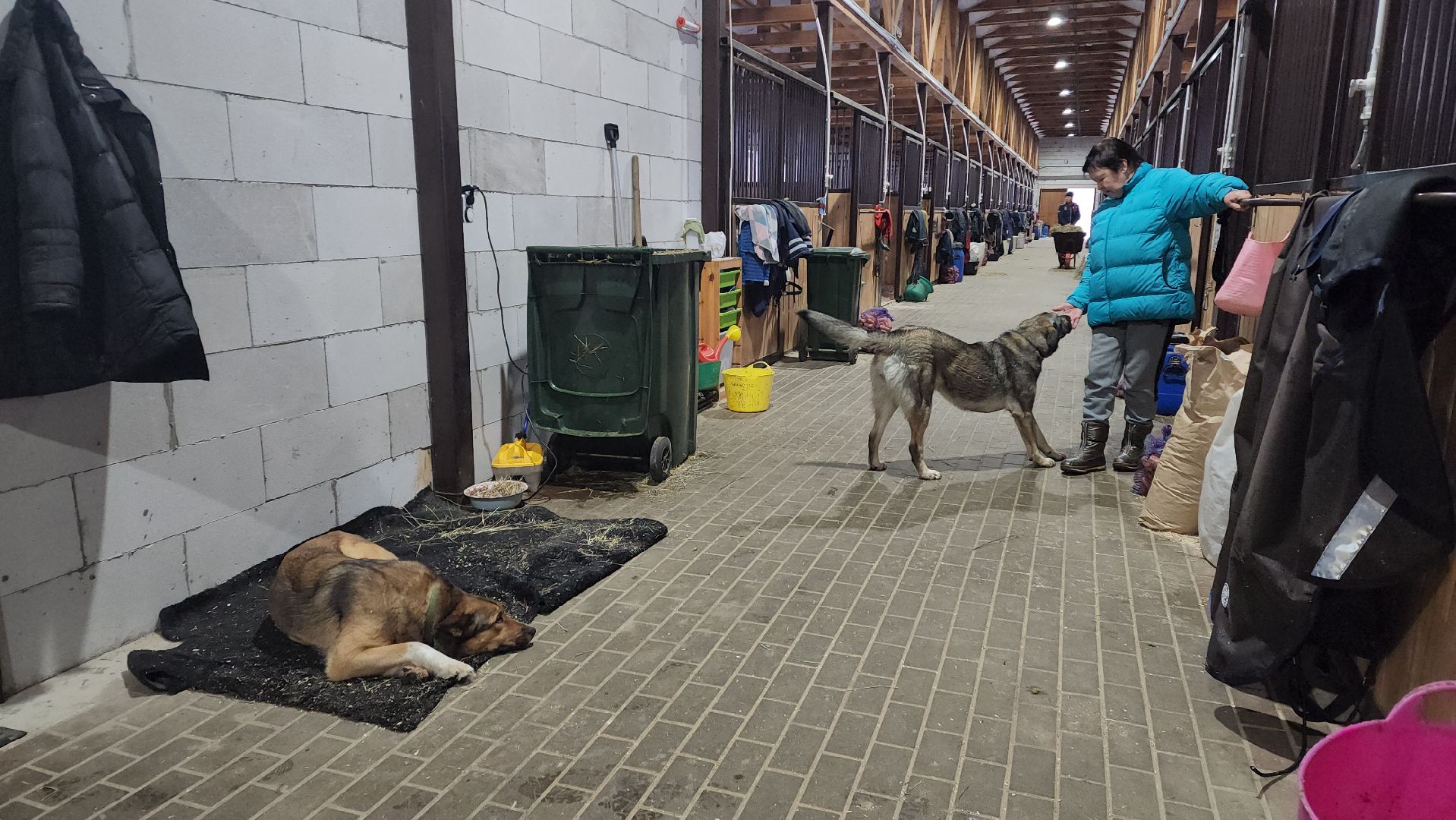 пушкинский, конный клуб, лошадь, спасение животных, спасение жизни, волонтерская помощь,