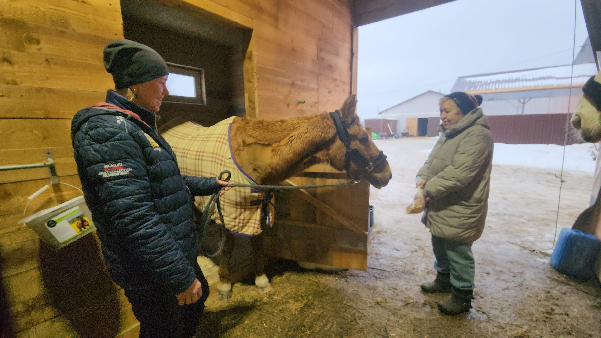 пушкинский, конный клуб, лошадь, спасение животных, спасение жизни, волонтерская помощь,