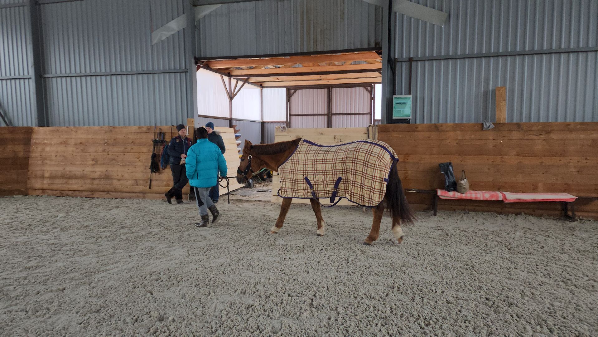 пушкинский, конный клуб, лошадь, спасение животных, спасение жизни, волонтерская помощь,
