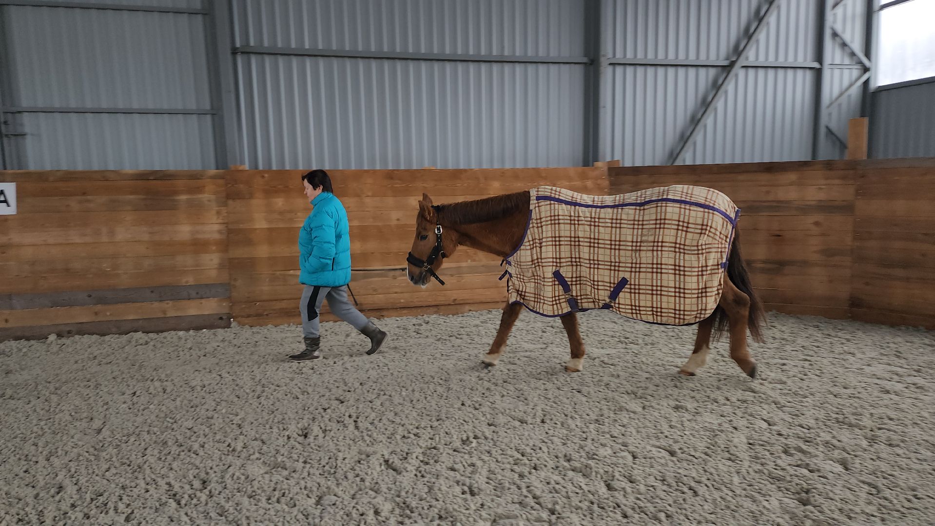 пушкинский, конный клуб, лошадь, спасение животных, спасение жизни, волонтерская помощь,