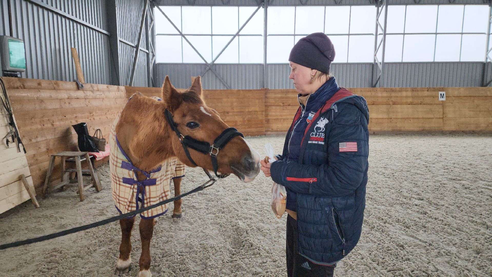 пушкинский, конный клуб, лошадь, спасение животных, спасение жизни, волонтерская помощь,