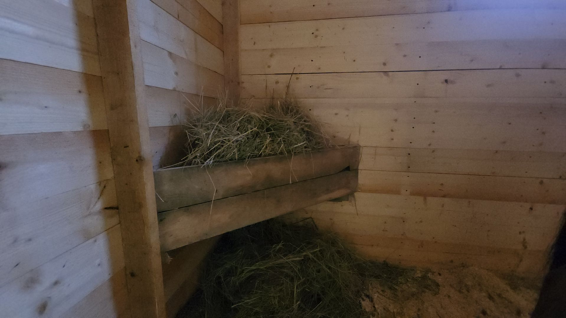 пушкинский, конный клуб, лошадь, спасение животных, спасение жизни, волонтерская помощь,