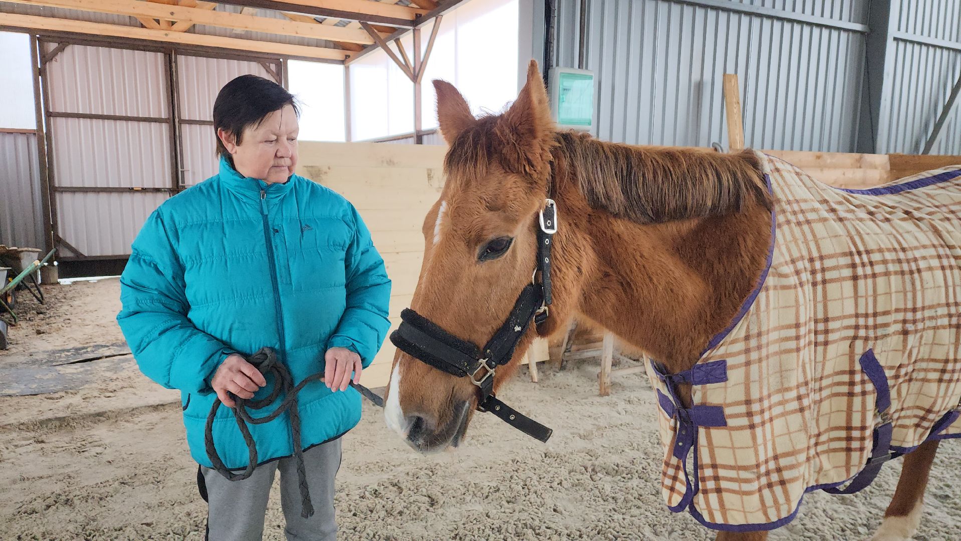 пушкинский, конный клуб, лошадь, спасение животных, спасение жизни, волонтерская помощь,