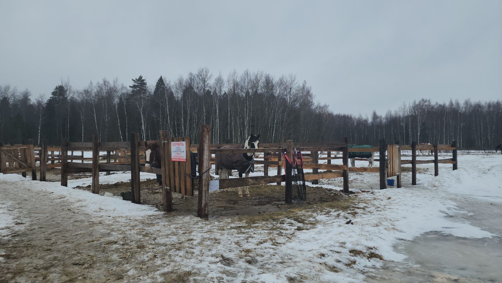 пушкинский, конный клуб, лошадь, спасение животных, спасение жизни, волонтерская помощь,