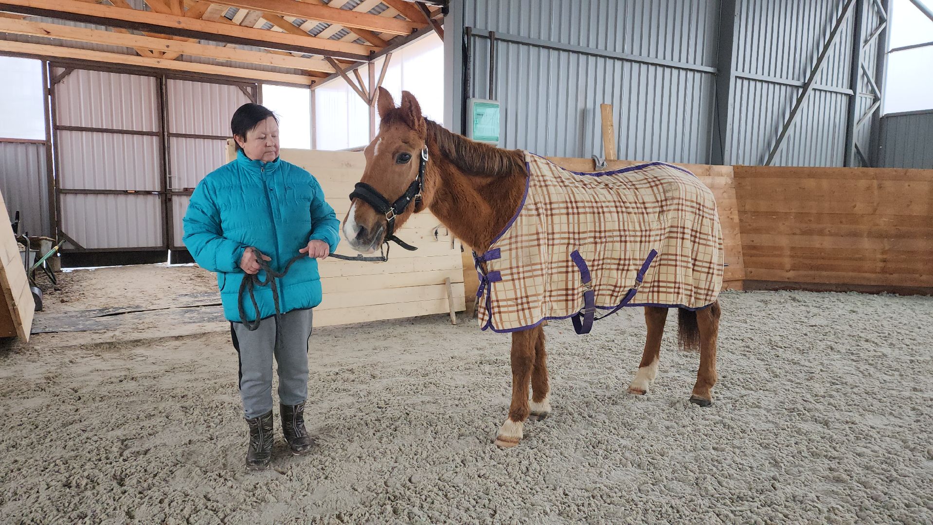 пушкинский, конный клуб, лошадь, спасение животных, спасение жизни, волонтерская помощь,