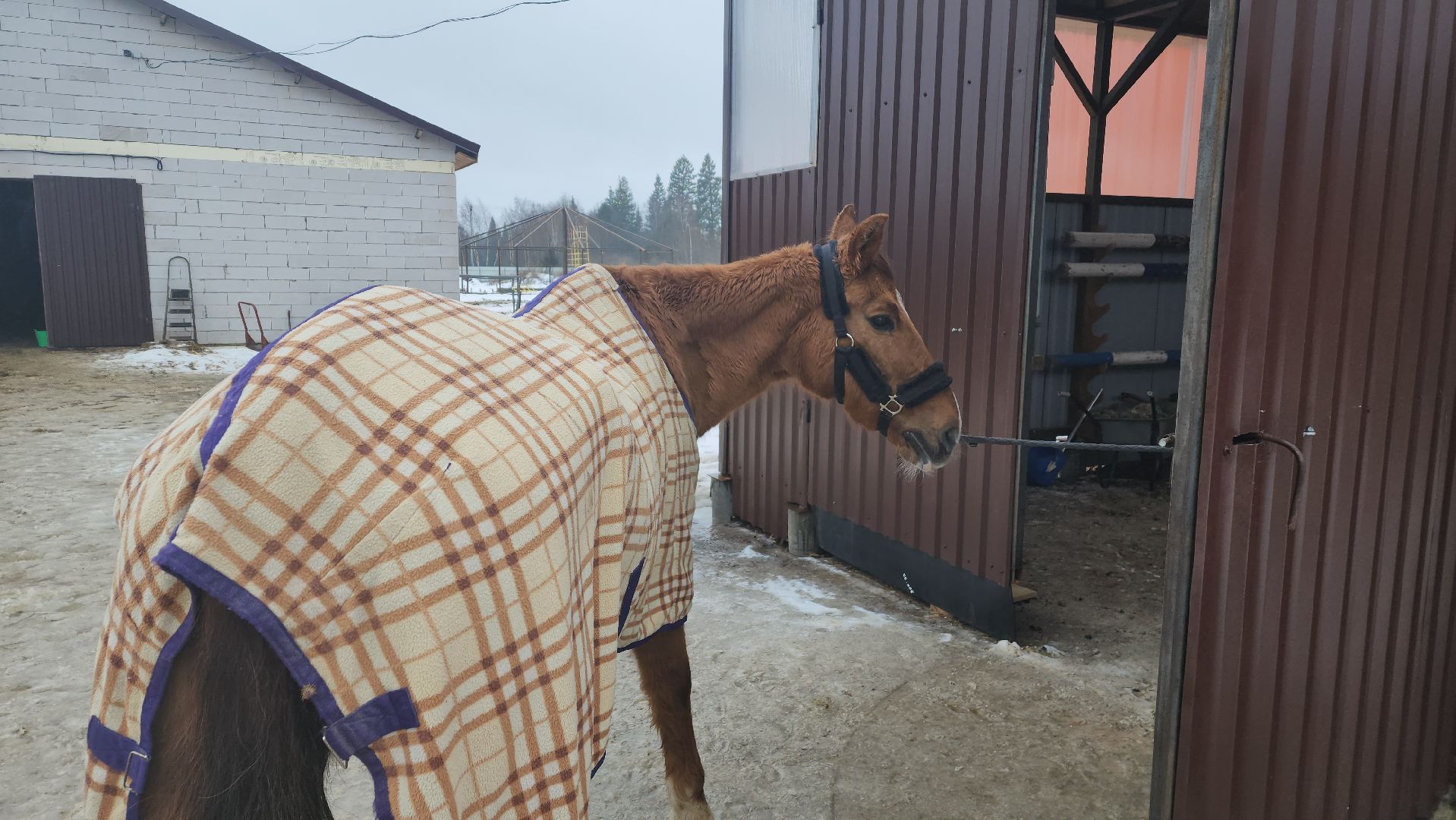 пушкинский, конный клуб, лошадь, спасение животных, спасение жизни, волонтерская помощь,