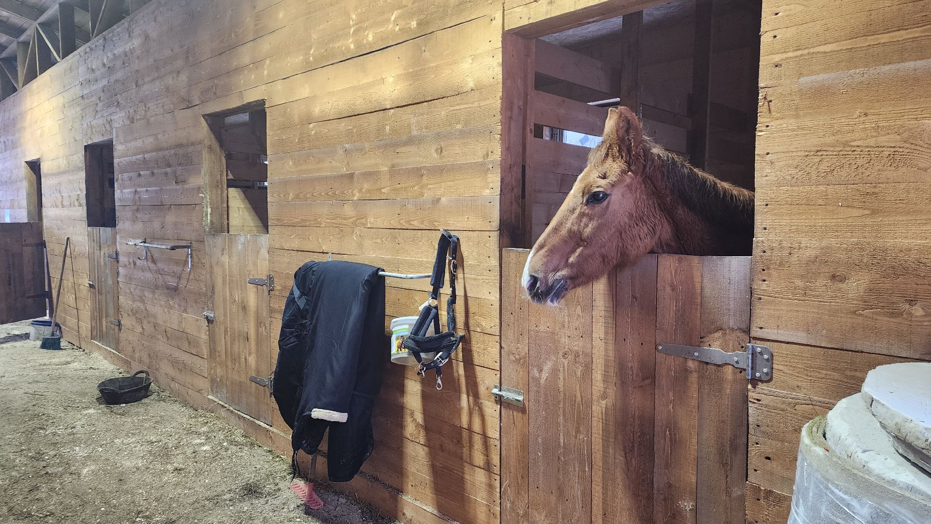 пушкинский, конный клуб, лошадь, спасение животных, спасение жизни, волонтерская помощь,