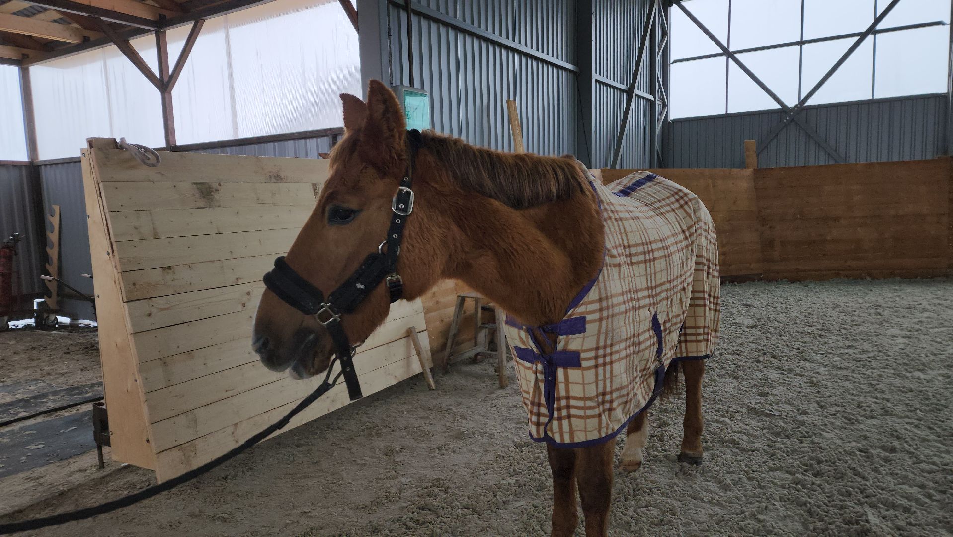 пушкинский, конный клуб, лошадь, спасение животных, спасение жизни, волонтерская помощь,