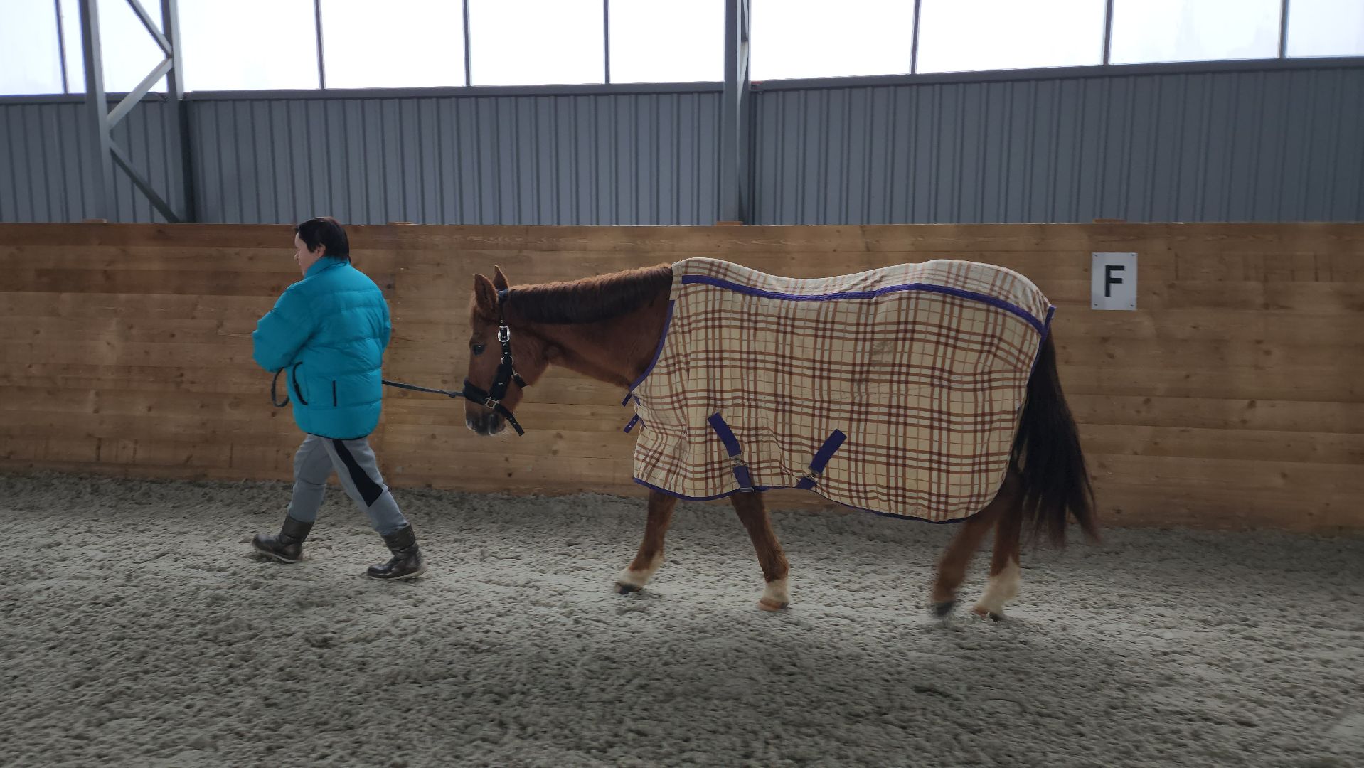 пушкинский, конный клуб, лошадь, спасение животных, спасение жизни, волонтерская помощь,
