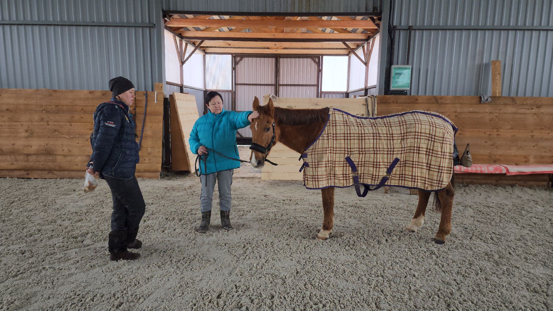 пушкинский, конный клуб, лошадь, спасение животных, спасение жизни, волонтерская помощь,